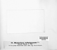 Hysterium culmigenum image